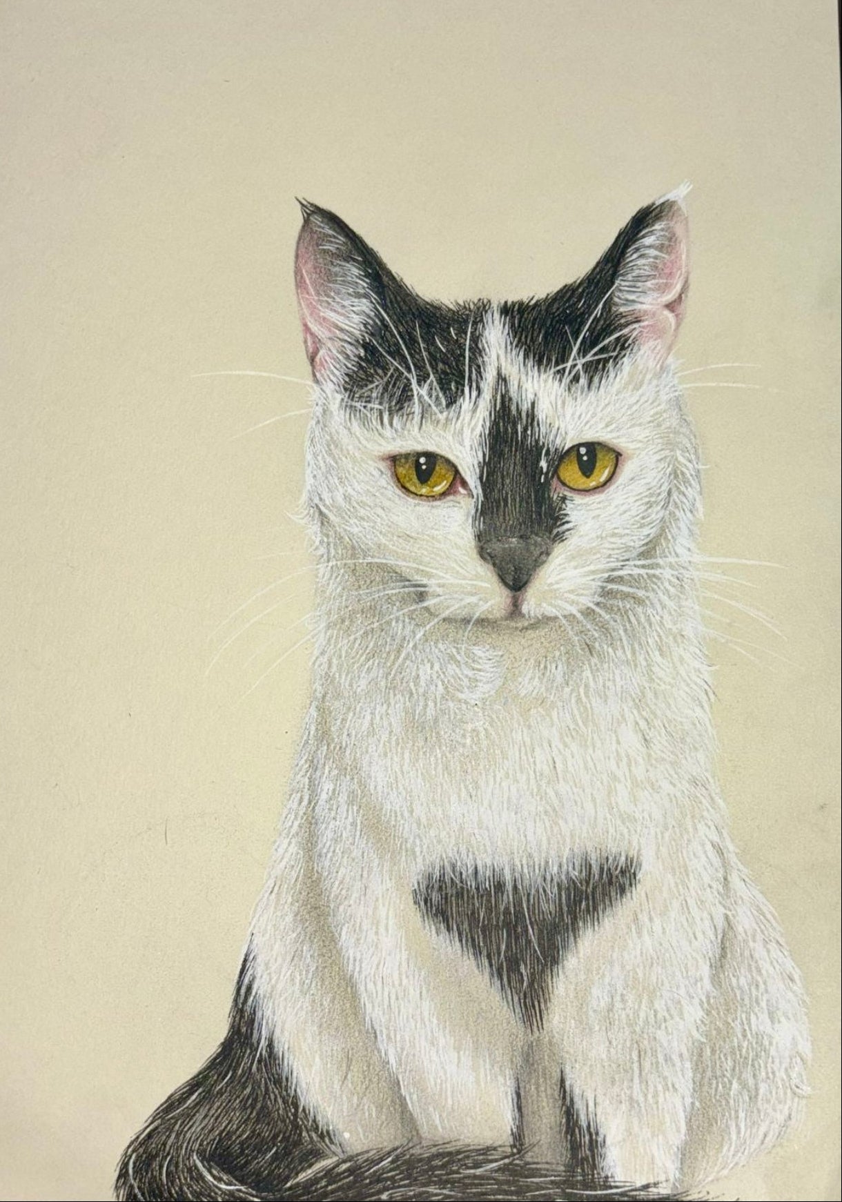 Colored Pencil – Paws in Purrfection